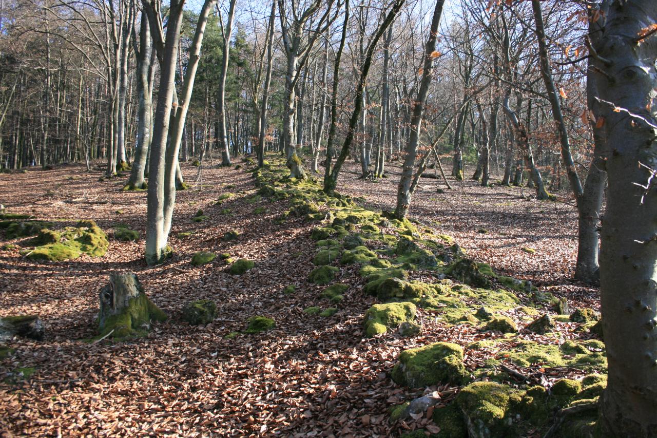 Die raetische Mauer des Limes zeigt sich im Wald bei Altmannstein noch als Schuttwall.