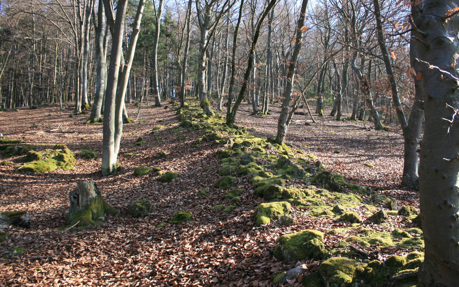 Die raetische Mauer des Limes zeigt sich im Wald bei Altmannstein noch als Schuttwall. 
