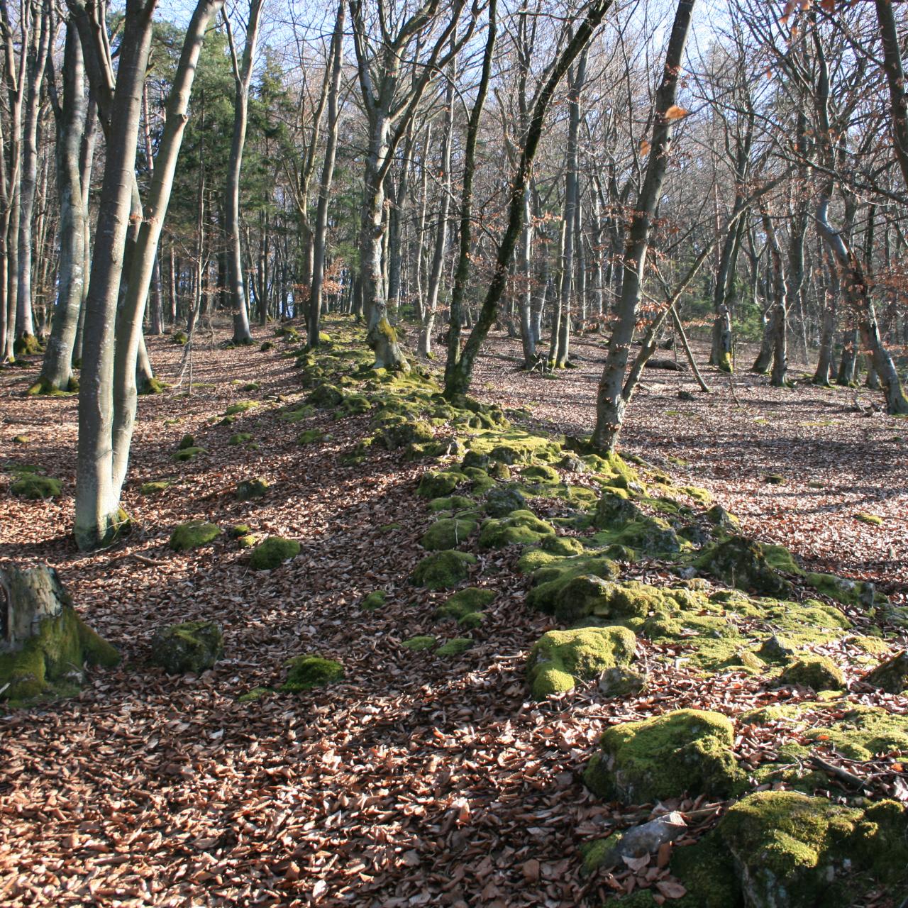 Die raetische Mauer des Limes zeigt sich im Wald bei Altmannstein noch als Schuttwall. 